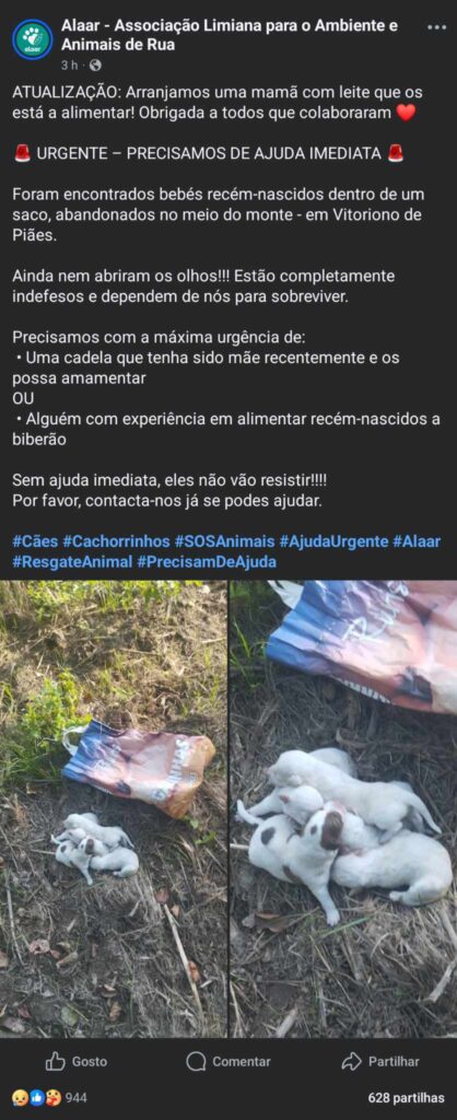 Cães recém-nascidos abandonados dentro de um saco num monte em ponte de lima 6 Cães recém-nascidos abandonados dentro de um saco num monte em ponte de lima