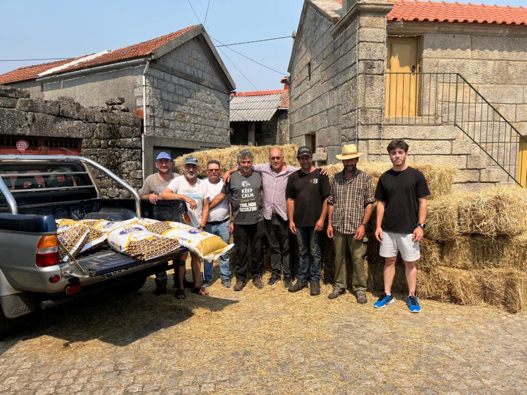 Voluntários distribuíram feno para alimentar gado afetado por incêndios em ponte da barca 6 Voluntários distribuíram feno para alimentar gado afetado por incêndios em ponte da barca