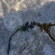 Água-viva-riscada avistada em praia de caminha