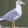 Gripe das aves detetada em ave selvagem no sul do país