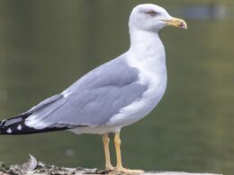 Gripe das aves detetada em ave selvagem no sul do país
