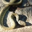 Viana: liberta cobra no seu habitat depois de a ver a 'lutar' com gatos no quintal