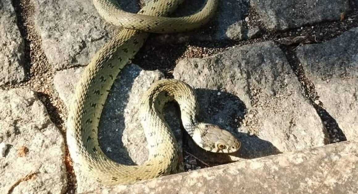 Viana: liberta cobra no seu habitat depois de a ver a 'lutar' com gatos no quintal