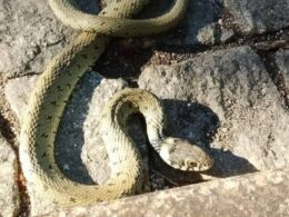 Viana: liberta cobra no seu habitat depois de a ver a 'lutar' com gatos no quintal