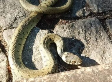 Viana: liberta cobra no seu habitat depois de a ver a 'lutar' com gatos no quintal