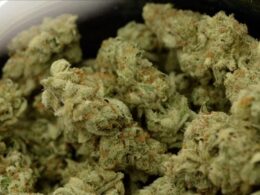 Condenada por tráfico de droga no brasil encontrada pela pj em trás-os-montes