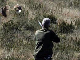 Caça proibida durante situação de alerta