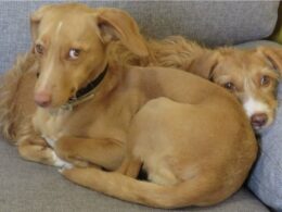 Donos sabem que hoje "há uma responsabilização" se abandonarem animais