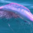 Caravela-portuguesa detetada em 23 praias entre vila do conde e caminha