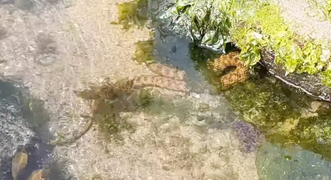 Cobra na praia? Sim, foi filmada em viana do castelo