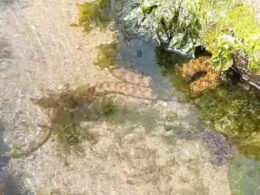 Cobra na praia? Sim, foi filmada em viana do castelo