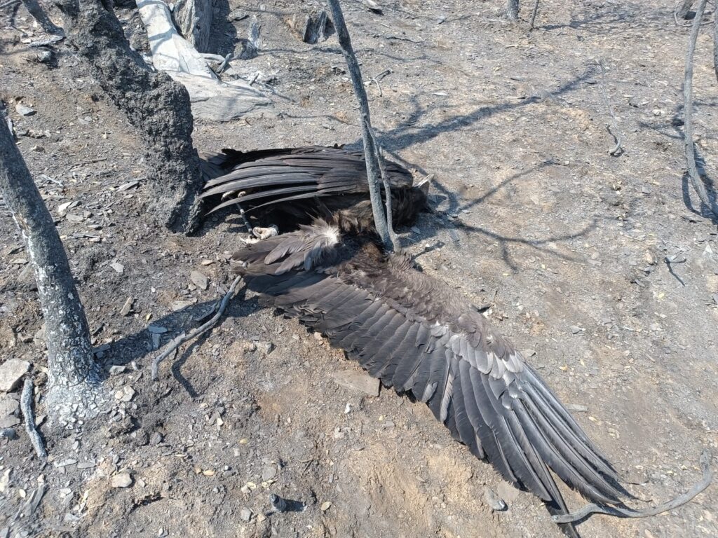 Trás-os-montes: incêndio destrói ninhos e mata cria de uma das espécies de abutre mais raras
