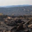 Trás-os-montes: autarcas querem converter floresta ardida em área agrícola para criar "barreira" ao fogo