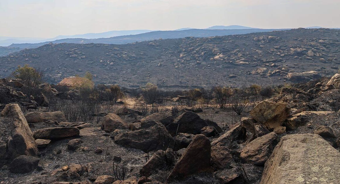 Trás-os-montes: autarcas querem converter floresta ardida em área agrícola para criar "barreira" ao fogo