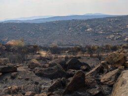Trás-os-montes: autarcas querem converter floresta ardida em área agrícola para criar "barreira" ao fogo