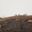 Incêndio em fafe dominado