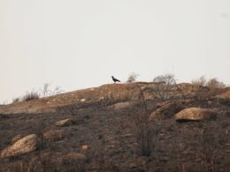 Incêndio em fafe dominado
