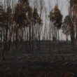 Bombeira de fafe ferida em incêndio que obrigou ao corte da a7