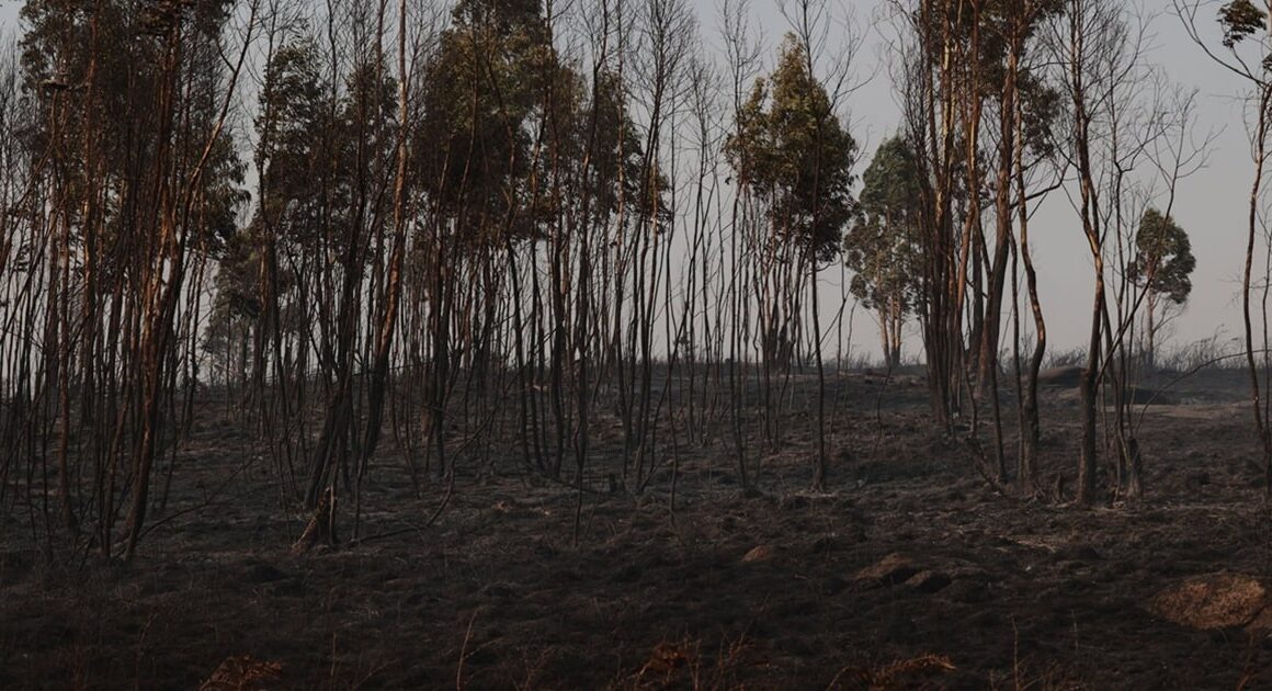 Incêndio que começou em mirandela está agora dominado e consumiu 6 mil hectares