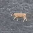 Vaca caminha pela serra amarela em cinzas. Vídeo mostra cenário desolador