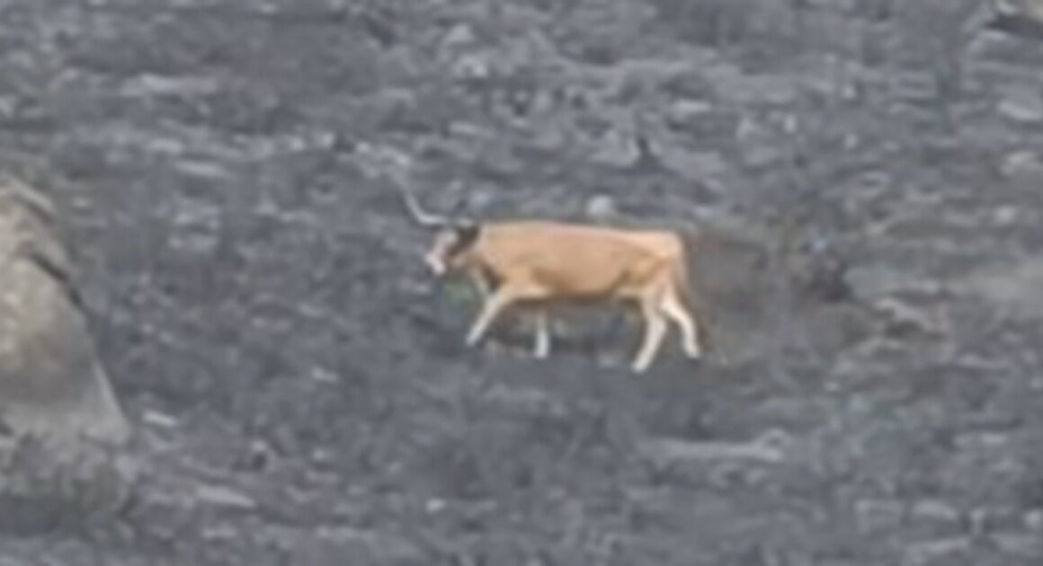 Vaca caminha pela serra amarela em cinzas. Vídeo mostra cenário desolador
