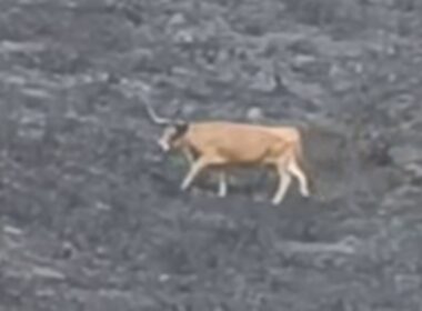 Vaca caminha pela serra amarela em cinzas. Vídeo mostra cenário desolador