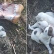 Cães recém-nascidos abandonados dentro de um saco num monte em ponte de lima