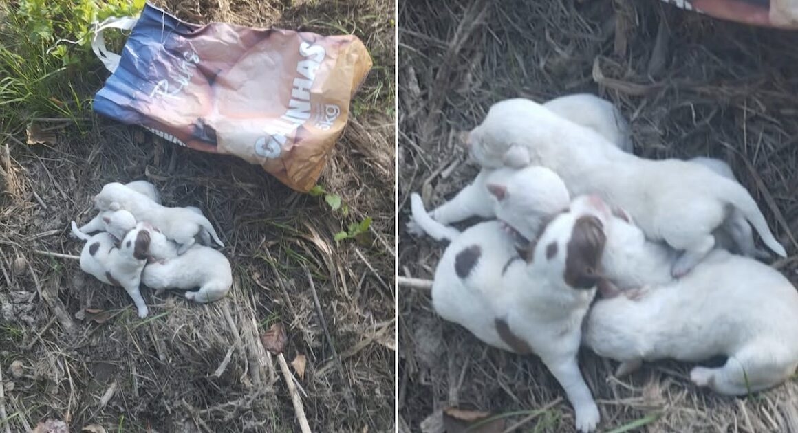 Cães recém-nascidos abandonados dentro de um saco num monte em ponte de lima