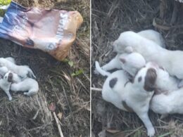 Cães recém-nascidos abandonados dentro de um saco num monte em ponte de lima