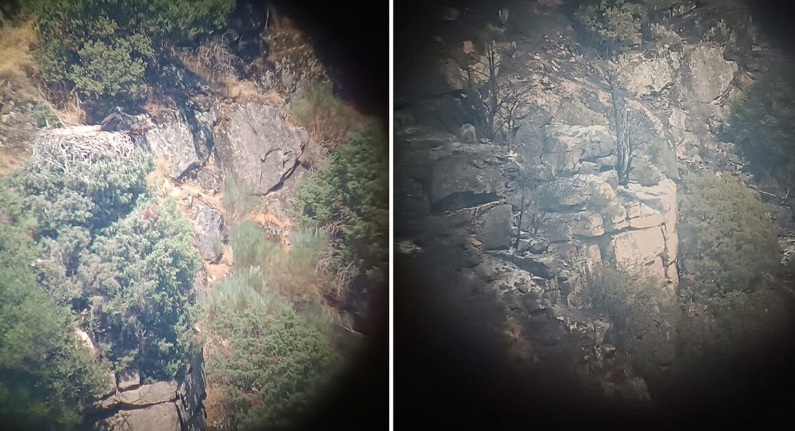 Trás-os-montes: incêndio destrói ninhos e mata cria de uma das espécies de abutre mais raras