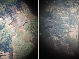 Trás-os-montes: incêndio destrói ninhos e mata cria de uma das espécies de abutre mais raras