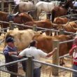 Feira de gado e três dias de música na fronteira de duas aldeias de montanha no alto minho