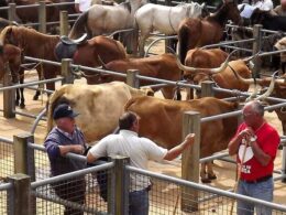 Feira de gado e três dias de música na fronteira de duas aldeias de montanha no alto minho