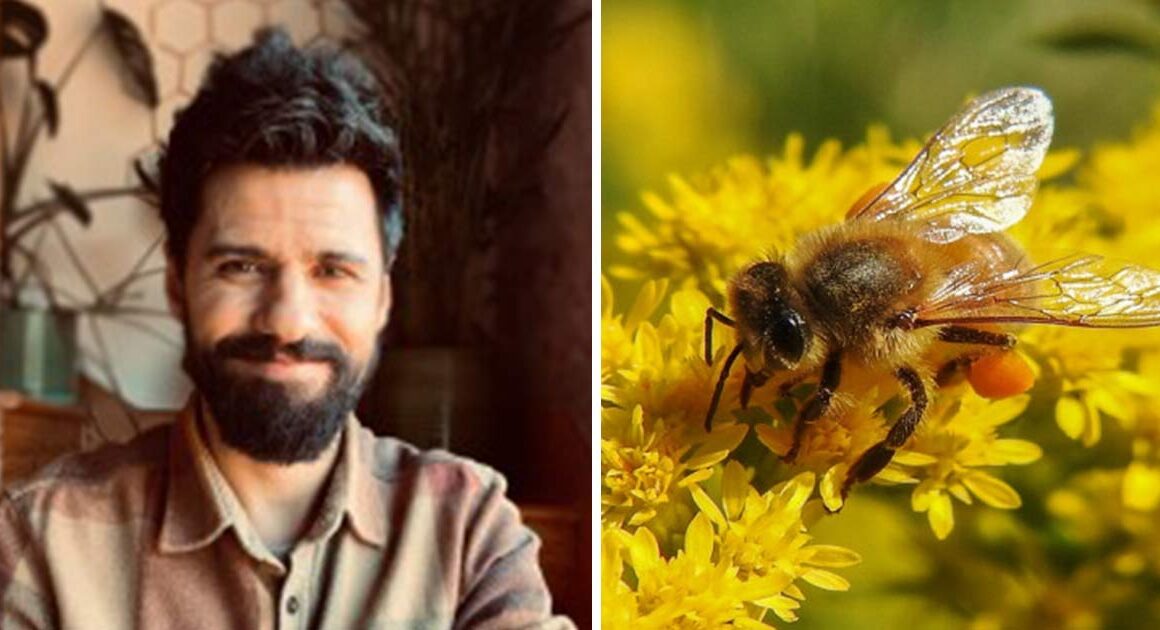 Cientista de ponte de lima ajuda a criar superalimento que pode salvar as abelhas
