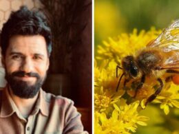 Cientista de ponte de lima ajuda a criar superalimento que pode salvar as abelhas