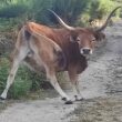 Agricultura e pastoreio devem ser apoiados para proteger ecossistemas da peneda-gerês