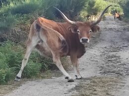 Agricultura e pastoreio devem ser apoiados para proteger ecossistemas da peneda-gerês