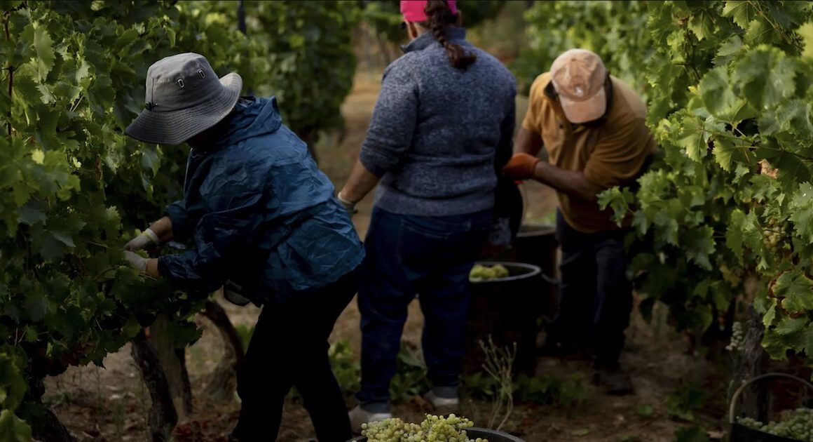 Douro em vindima com perspetiva de quebra na colheita e boa qualidade
