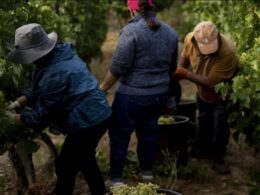 Douro em vindima com perspetiva de quebra na colheita e boa qualidade